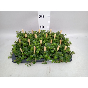 Sedum makinoi 'Kosmosje'