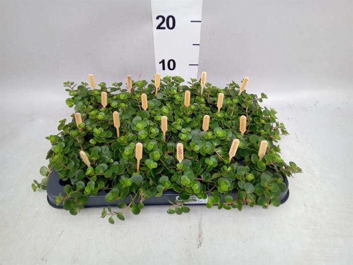 <h4>Sedum makinoi 'Kosmosje'</h4>