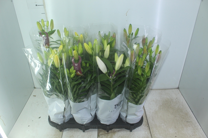 <h4>LIRIO VARIADO P15</h4>