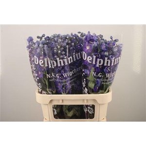 Delph El Dewi Dark Blue Smile