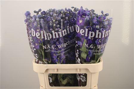 <h4>Delph El Dewi Dark Blue Smile</h4>