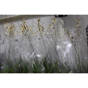 ONCIDIUM POPCORN P15
