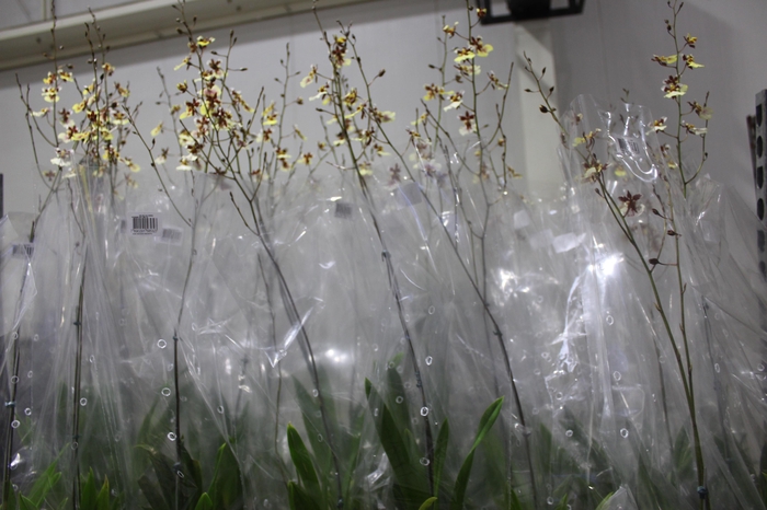 <h4>ONCIDIUM POPCORN P15</h4>