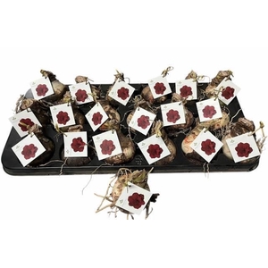 Bloembol Hippeastrum