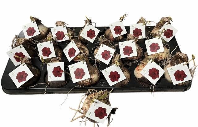 <h4>BLOEMBOL HIPPEASTRUM</h4>