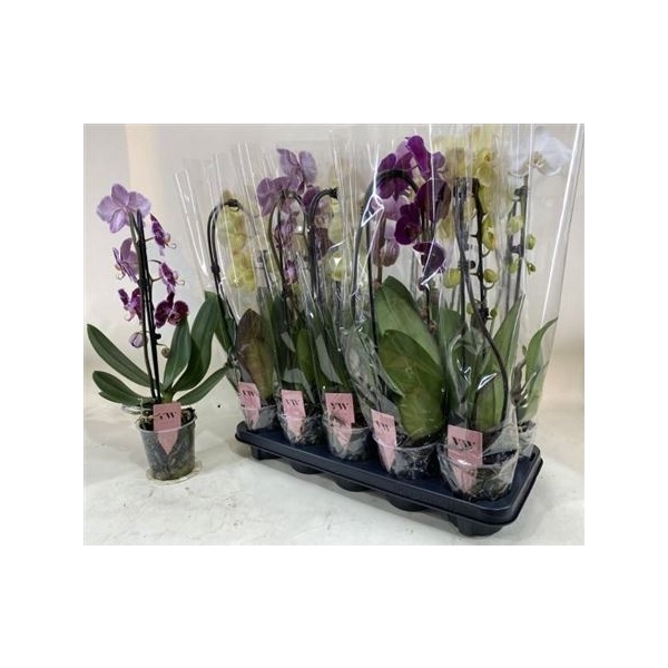 <h4>Phal Gem Cascade 1 Branche 8+</h4>