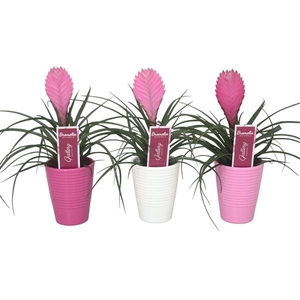 Tillandsia cyanea 'Anita' in 3kl. ribbel keramiek
