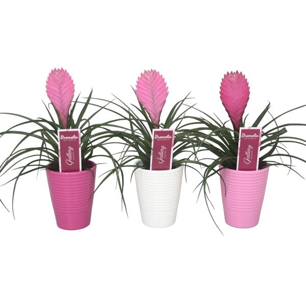 <h4>Tillandsia cyanea 'Anita' in 3kl. ribbel keramiek</h4>
