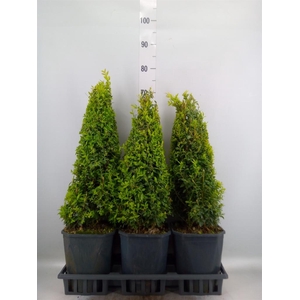 Buxus semp.   ...
