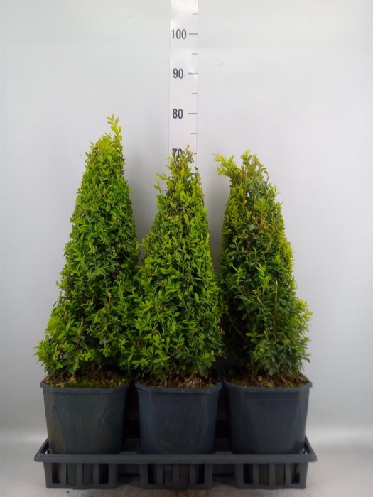 <h4>Buxus semp.   ...</h4>