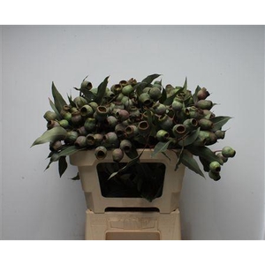 Kaaps Eucalyptus Trumpets