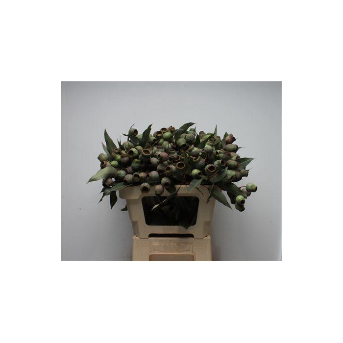 <h4>Kaaps Eucalyptus Trumpets</h4>
