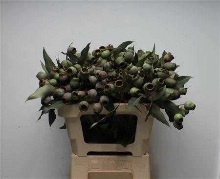 Kaaps Eucalyptus Trumpets
