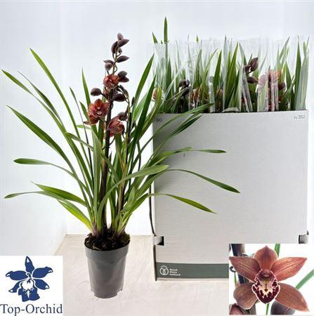 <h4>Cymbidium Overig Bruin 2 Tak</h4>