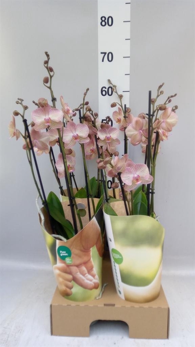 <h4>Phalaenopsis  'Ant Varese'</h4>