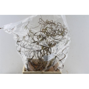 Corylus Av Contorta 50cm X15
