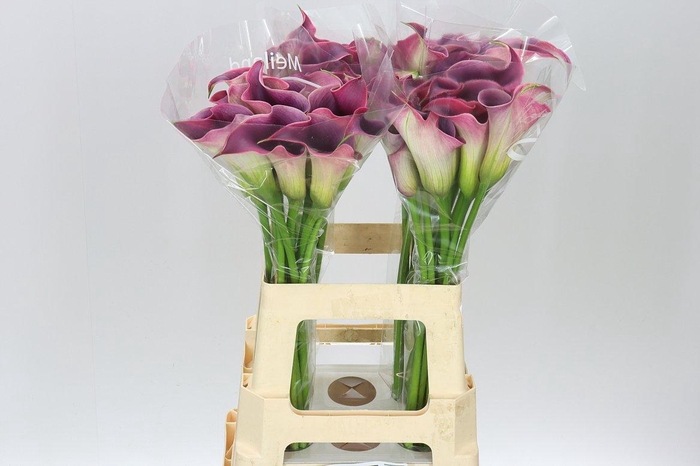 <h4>Zant Capt Promise</h4>