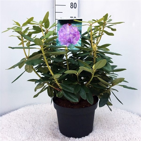 <h4>Rhodo. catawbiense 'Grandiflorum' purple</h4>