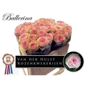 Rosa a grande fleur Ballerina Summerhouse