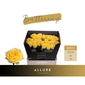 R Gr Buttercup Allure Berg