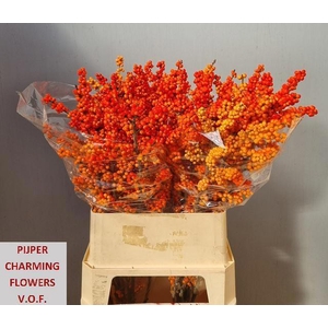 ILEX VE WINTER GOLD