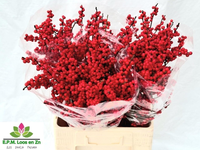 <h4>ILEX VE RODE BES</h4>