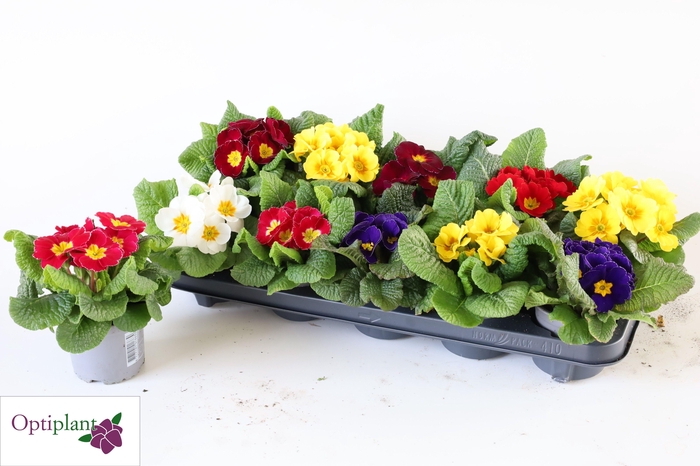 <h4>PRIM AC GEM</h4>