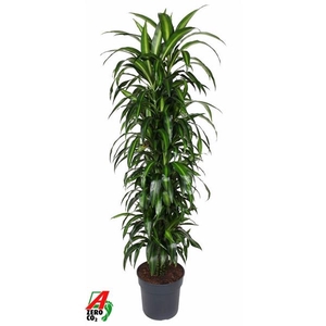 Dracaena fragrans 'Hawaiian Sunshine' (toef)