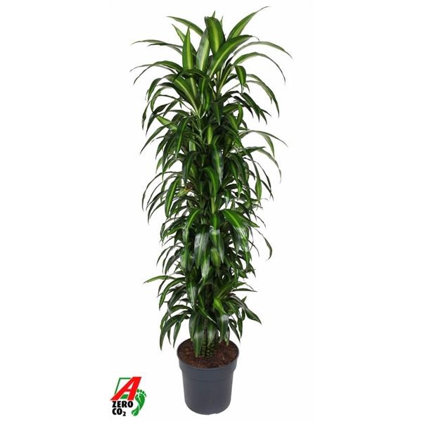 <h4>Dracaena fragrans 'Hawaiian Sunshine' (toef)</h4>
