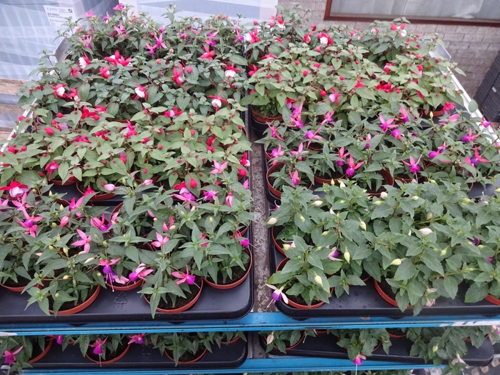 <h4>FUCHSIA MIXK</h4>