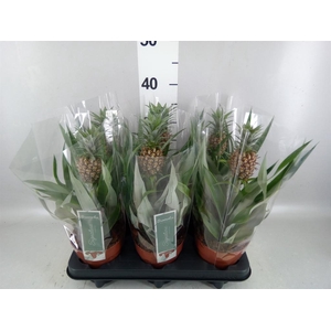 Ananas  'Rosita'