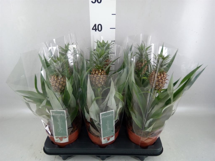 <h4>Ananas  'Rosita'</h4>