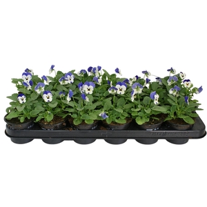 Viool corr delfts blauw p9