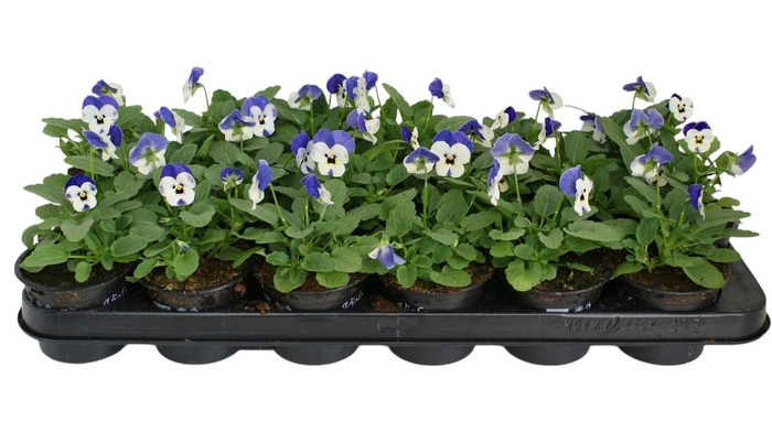 <h4>Viool corr delfts blauw p9</h4>