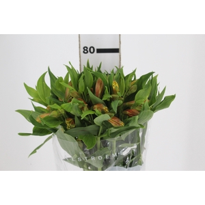 ALSTROEMERIA GYPSY 080 CM LARANJA