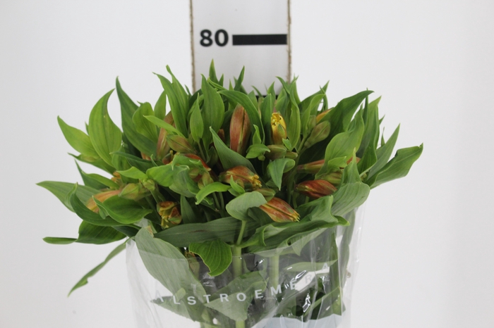 <h4>ALSTROEMERIA GYPSY 080 CM LARANJA</h4>