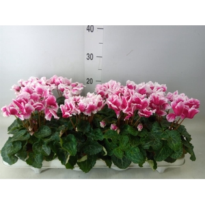 Cyclamen MD 'Premium Abanico'