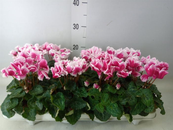 <h4>Cyclamen MD 'Premium Abanico'</h4>