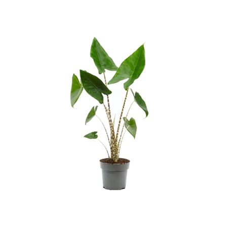 <h4>Alocasia Zebrina</h4>