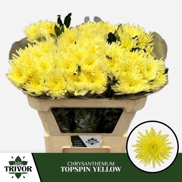 <h4>CHR G TOPSPIN YELLOW</h4>