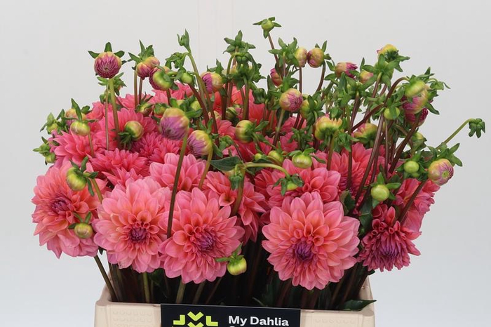 <h4>Dahlia Doris Duke</h4>