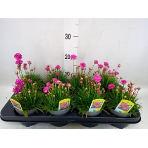 Armeria maritima 'Splendens Perfec'