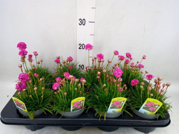 <h4>Armeria maritima 'Splendens Perfec'</h4>
