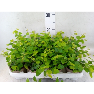 Ficus pumila 'Sunny Green'