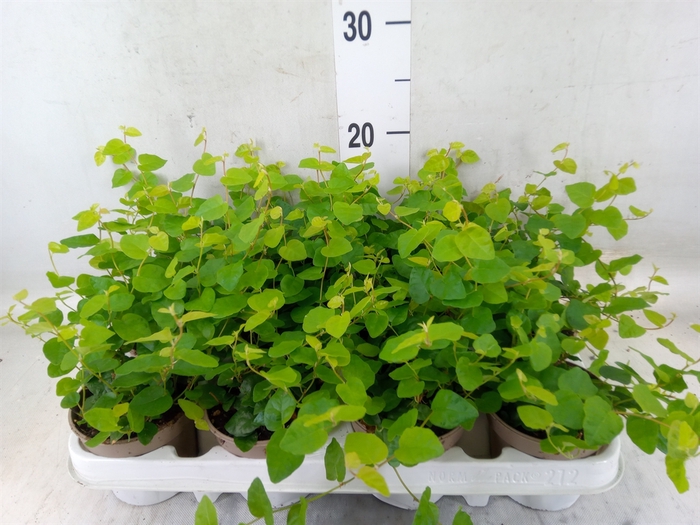 <h4>Ficus pumila 'Sunny Green'</h4>