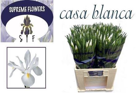 <h4>Iris Casablanca</h4>