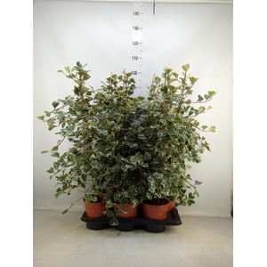 Ficus triangularis 'Sweetheart'