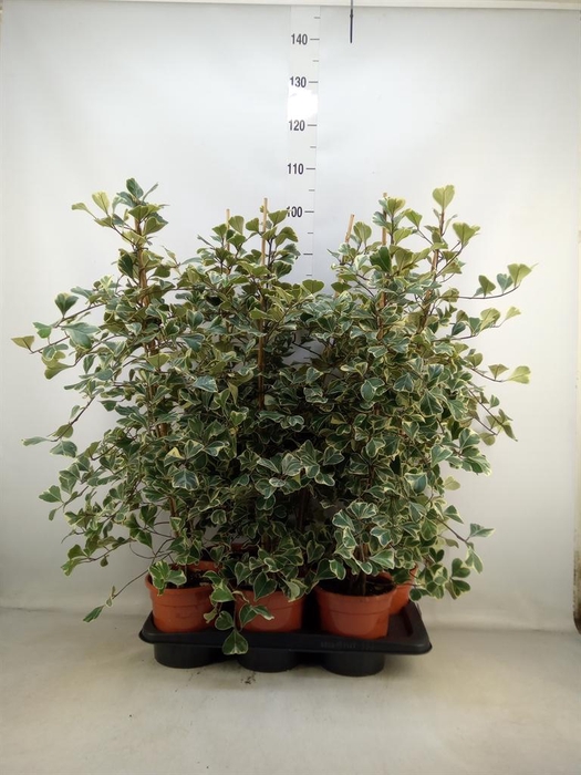 <h4>Ficus triangularis 'Sweetheart'</h4>