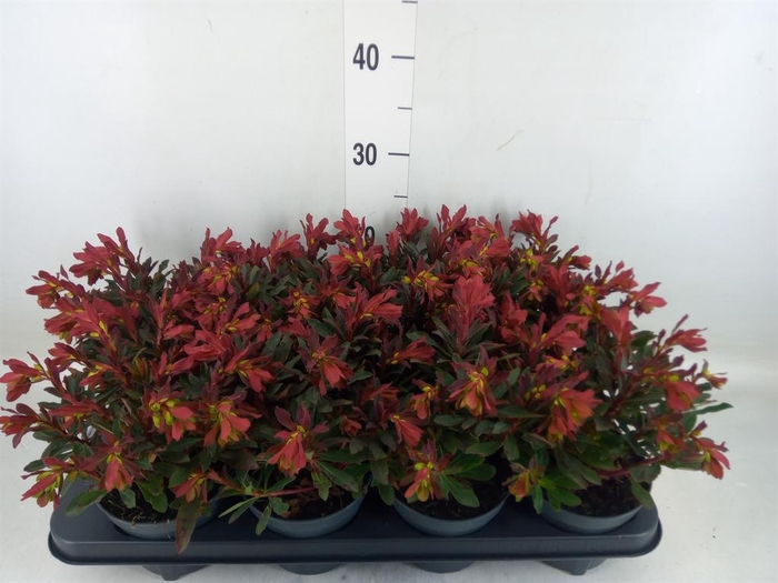 <h4>Euphorbia amygdaloides 'Purpurea'</h4>