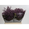 Limonium ov Piuma Sky